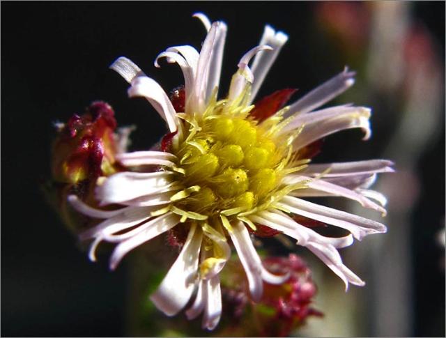 sm 236.jpg - There were hundreds of these Marsh Asters (Symphyotrichum subulatum var. ligulatum) lining the lake’s edge.